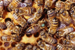 Queen bees for sale. Queen bee on comb