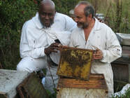 Handling Queen Bees with celebrity chef Ainsley Harriot