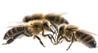 queen bees for sale, buy queen bees, BHP Queens, queen bees, buckfast queens, buy a queen bee, british queen bees, queen bees, British Honey Producers, Order a queen bee, 2021 queen bees, F1 Buckfast queens, Ged Marshall, beekeeping, 